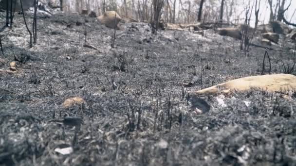 Después Los Incendios Forestales Lluviosos Desastre Causado Por Ser Humano — Vídeos de Stock