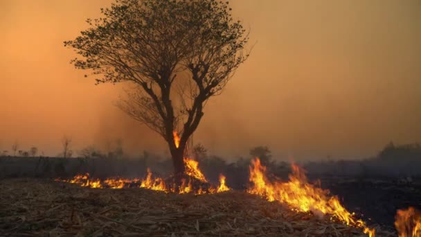 Destruction Forests Shifting Cultivation Thailand — Stock Video