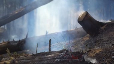 Yağmur ormanları yandıktan sonra insanların sebep olduğu yangın felaketi başlar.