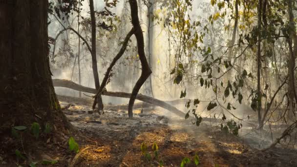 Nach Regenwald Brandkatastrophe Brennt Durch Menschen — Stockvideo