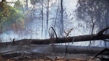 Yağmur ormanları yandıktan sonra insanların sebep olduğu yangın felaketi başlar.