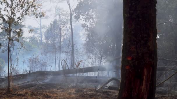 Nach Regenwald Brandkatastrophe Brennt Durch Menschen — Stockvideo