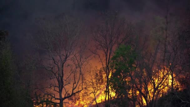 Feuerwehrmann Versprüht Bei Waldbrand Wasser — Stockvideo