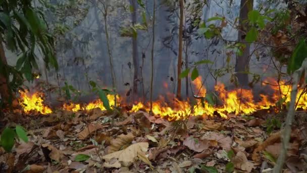 Forest Fire Disaster Burning Caused Human — Stock Video