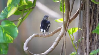 Genç doğulu Magpie Robin bekliyor.