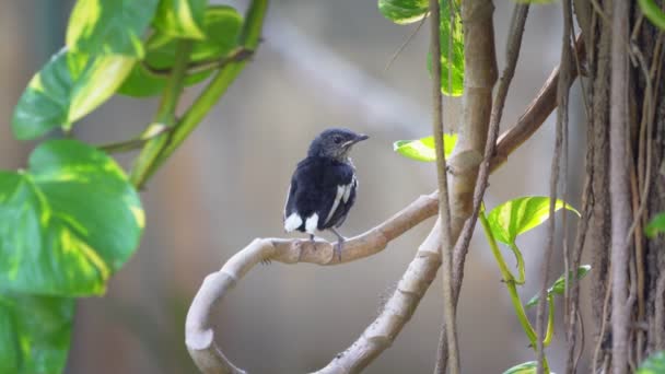 Pemuda Oriental Magpie Robin Sedang Menunggu Orang Tua Makan — Stok Video