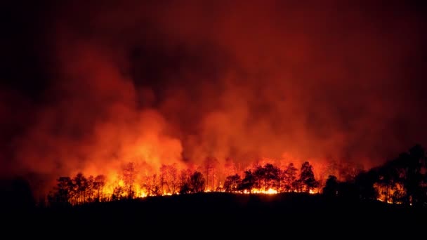 Forest Fire Disaster Burning Caused Human — Stock Video