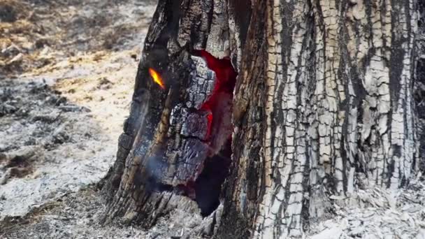 Después Los Incendios Forestales Lluviosos Desastre Causado Por Ser Humano — Vídeos de Stock