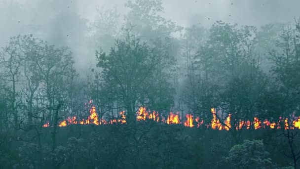 Forest Fire Disaster Burning Caused Human — Stock Video