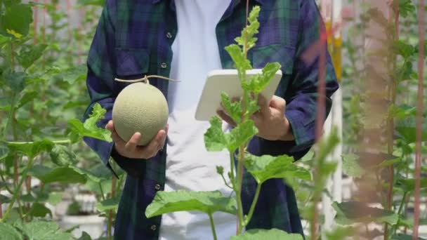 スマートファーム 緑の家のブロア収穫でタブレットコンピュータ制御農業システムを使用して農家 — ストック動画