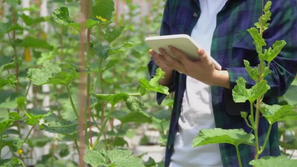 Chytrá Farma Farmer Pomocí Tabletu Počítačové Ovládání Zemědělský Systém Zeleném — Stock video