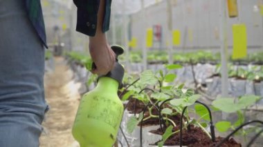 Akıllı çiftlik, çiftçi seradaki büyüme hormonu tarımını doldurdu