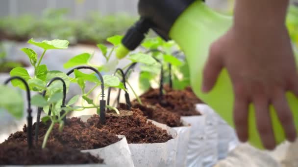 スマートファーム 農家は温室内の成長ホルモン農業を埋める — ストック動画