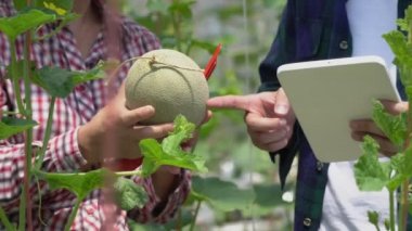 Akıllı çiftlik, çiftçi, yeşil evdeki tarımsal sistemi tablet bilgisayar kullanarak hasattan önce kontrol ediyor..