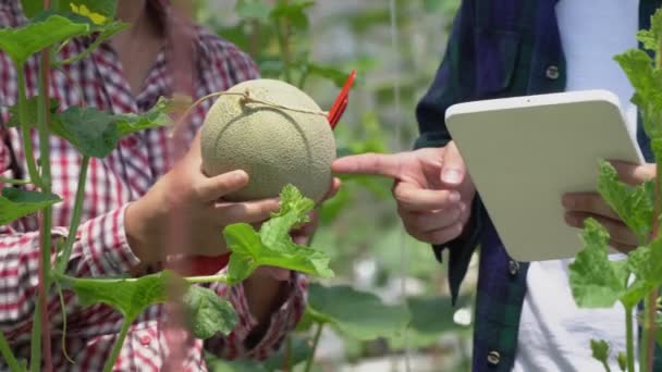 Smart Farm Farmer Using Tablet Computer Control Agricultural System Green — Stock Video