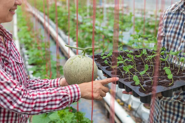 Agricultor Llevar Bandeja Plántulas Melón Invernadero —  Fotos de Stock