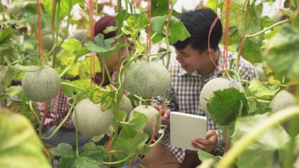 Ferme Intelligente Agriculteur Utilisant Ordinateur Tablette Contrôle Système Agricole Serre — Video