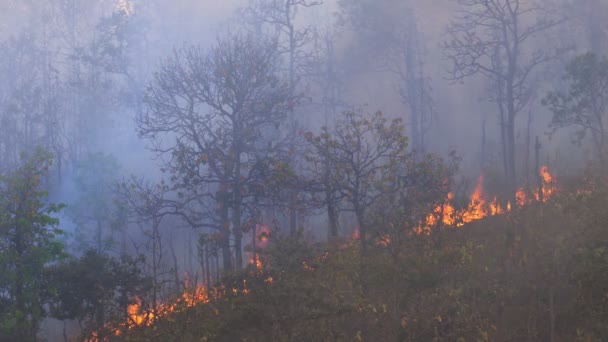 Skogsbrand Katastrof Brännande Orsakad Människor — Stockvideo