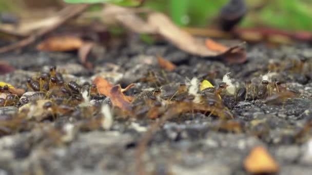Essaim Termites Migrateurs Transporte Des Larves Vers Nouveau Nid — Video