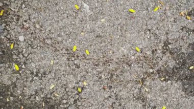 Migratory termite swarm are carrying larva to new nest