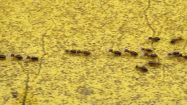 Migratory Termite Swarm Carrying Larva New Nest — Stock Video