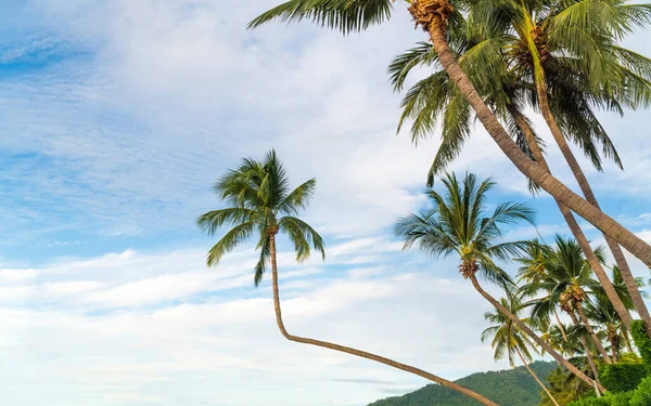 Tropická Pláž Kokosovými Stromy Koh Samui Thajsko — Stock fotografie