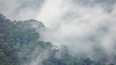 Rain cloud cover tropical forest mountain during the rainy season ,Chiang Mai