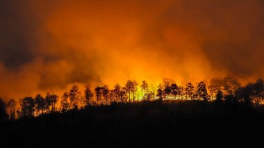 Orman yangını insanların sebep olduğu bir felaket.