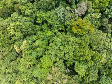 Tropikal ormanlar atmosferden büyük miktarlarda karbondioksit emebilir..