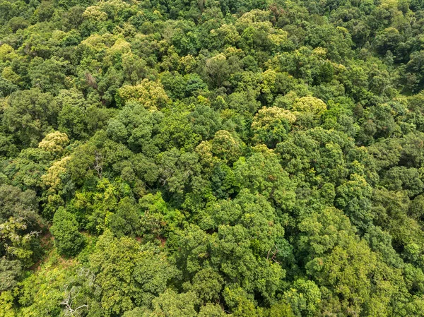 Tropikal ormanlar atmosferden büyük miktarlarda karbondioksit emebilir..