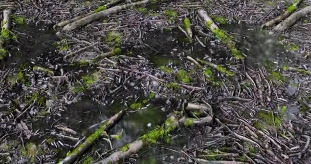 Pętla na podłodze lasu — Wideo stockowe
