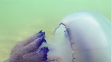 Karadeniz'de su kalınlığında yüzen