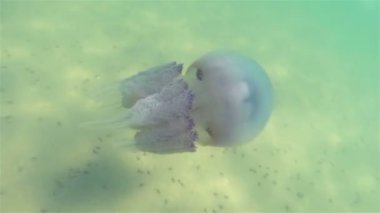 Karadeniz'de su kalınlığında yüzen