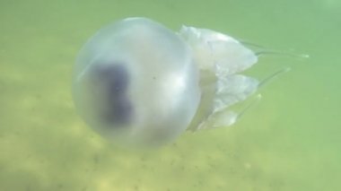 Karadeniz'de su kalınlığında yüzen