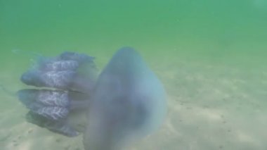 Karadeniz'de su kalınlığında yüzen