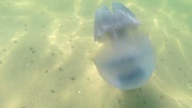 Karadeniz'de su kalınlığında yüzen