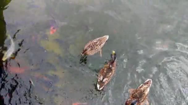 Enten im Teich — Stockvideo