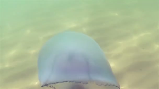 Schwimmend in der Dicke des Wassers im Schwarzen Meer — Stockvideo