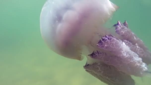Karadeniz'de su kalınlığında yüzen — Stok video