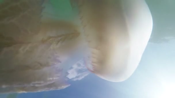 漂浮在黑海的水面厚度中 — 图库视频影像