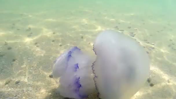 Flotando en el espesor del agua en el Mar Negro — Vídeo de stock