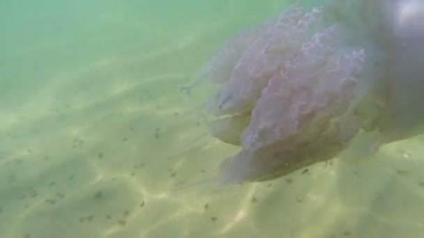 Karadeniz'de su kalınlığında yüzen — Stok video