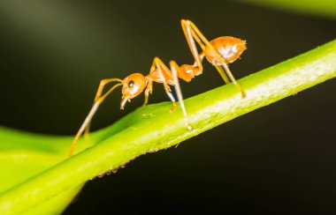 karınca makro hayvan kırmızı