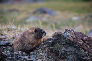 Bir Marmot Clear Gölü yakınlarında arazisini araştırıyor. San Juan Ulusal Ormanı, Colorado, ABD.