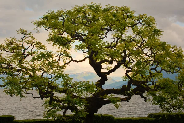 The Pagoda tree - a shoreside resident of Lago Maggiore.  Stresa,Piedmont, Italy.