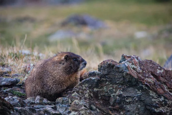 Bir Marmot Clear Gölü yakınlarında arazisini araştırıyor. San Juan Ulusal Ormanı, Colorado, ABD.