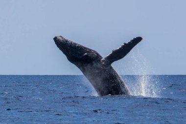 Kambur balina ihlali. Maui, selam, ABD.