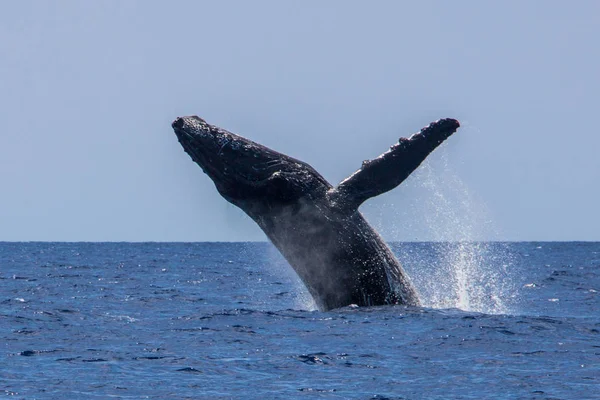 Humpback Whale Breach Maui Usa — Stock Photo, Image