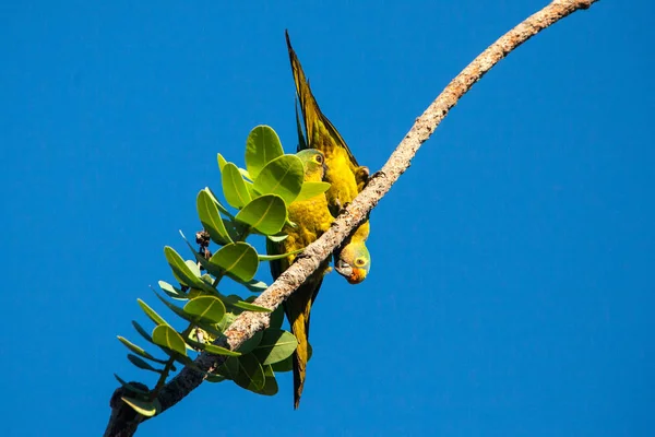 Jandaia Parakeets Disfrutando Los Últimos Rayos Del Sol Durante Día —  Fotos de Stock