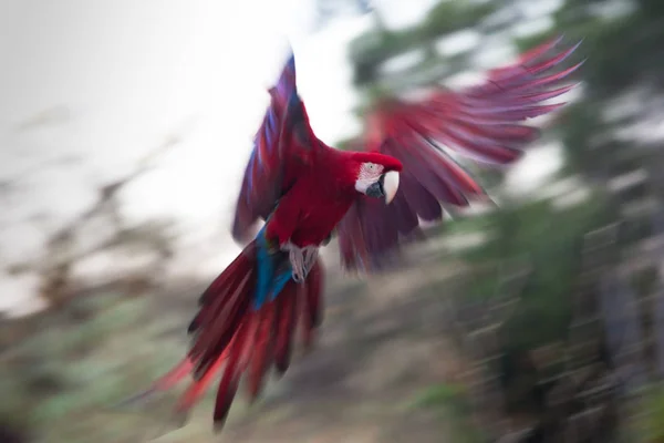 Greenwing Macaw Ara Chloropterus Sestupuje Své Jezero Večerní Bidýlko Braslia — Stock fotografie